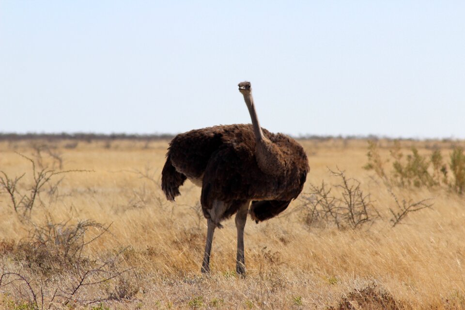 Nature ostrich czerwonoskóry animals