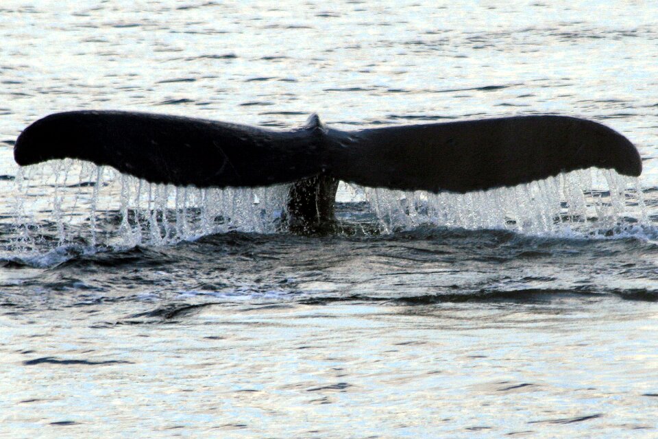 Nature whale humpback tail