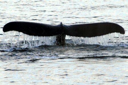 Nature whale humpback tail photo