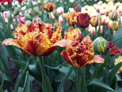Garden floral tulip photo