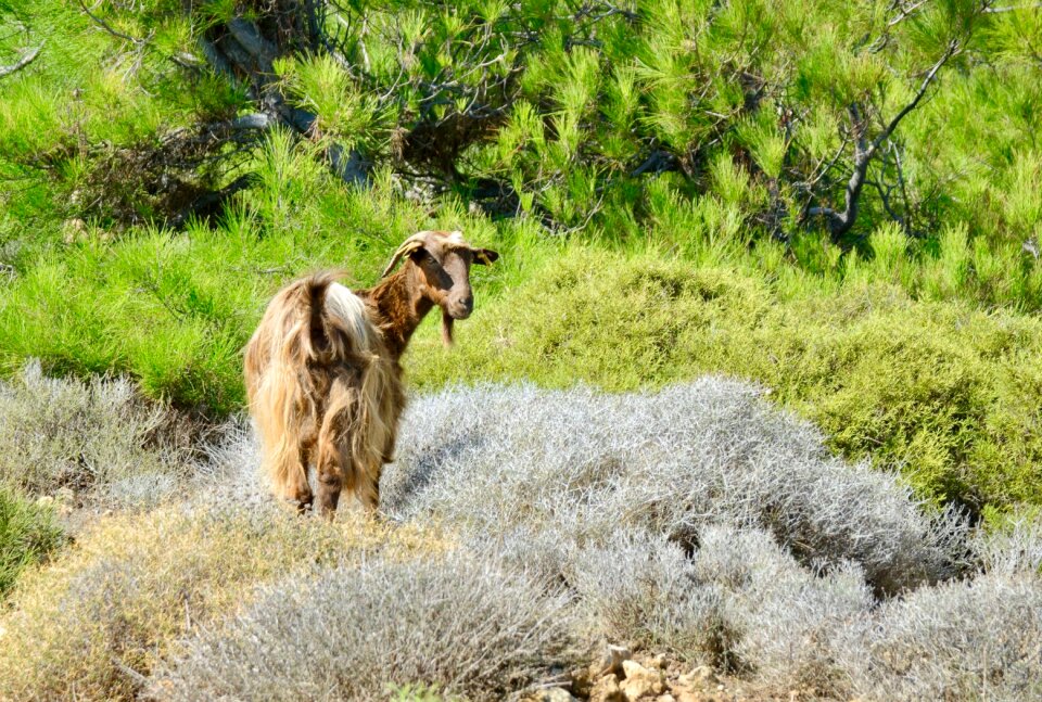 The animal kingdom goat wild animals