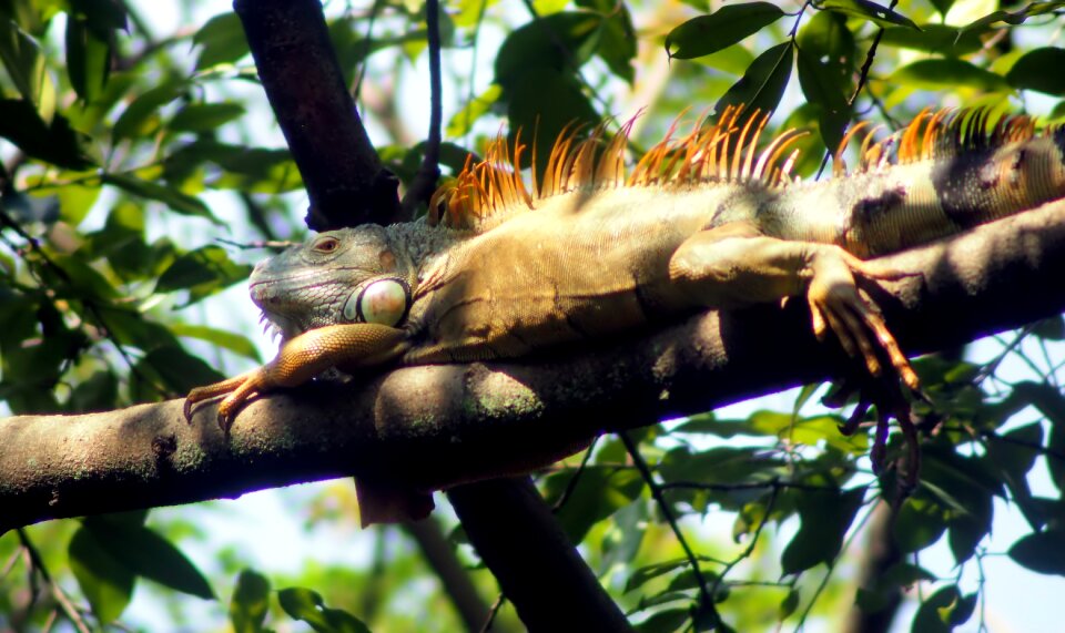 Jungle wildlife animal
