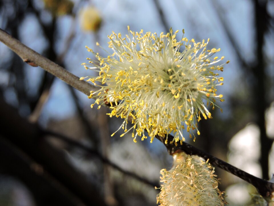 Willow catkin nature close up