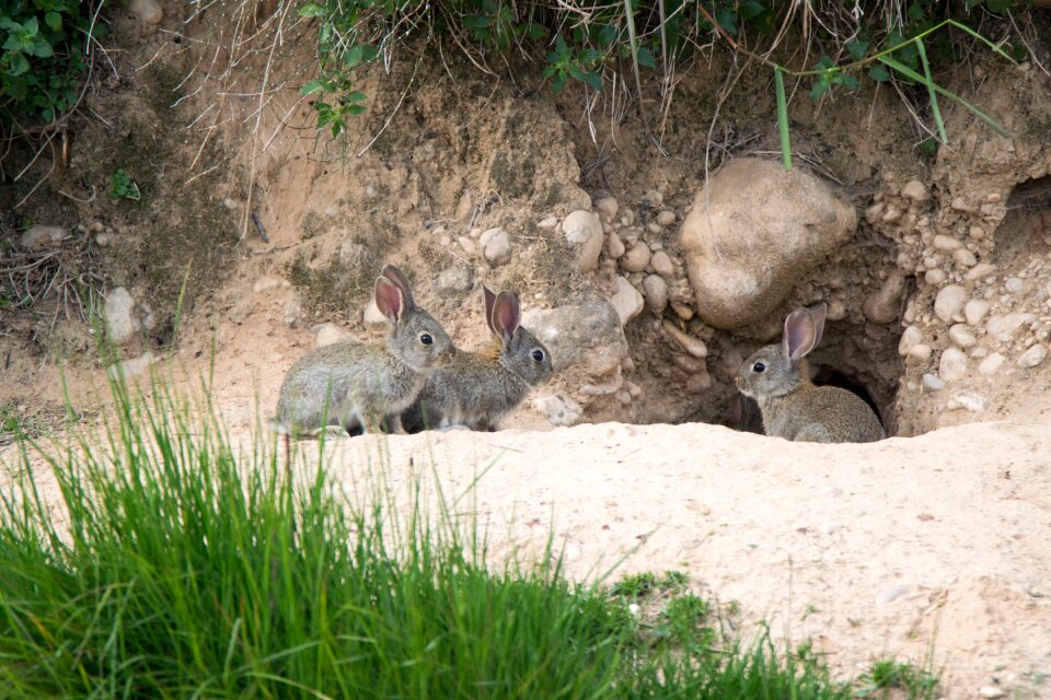 Wild life burrow rabbits