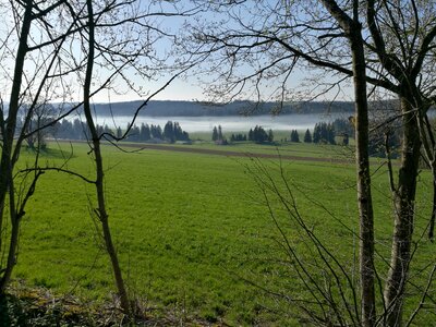 Wood grass jura