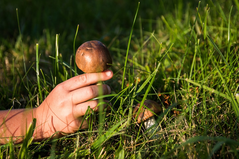 Collect autumn poisoning