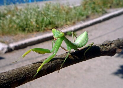 Yalta living nature animals