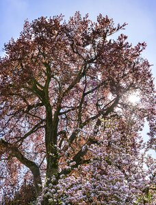 Cherry wood plant wood photo