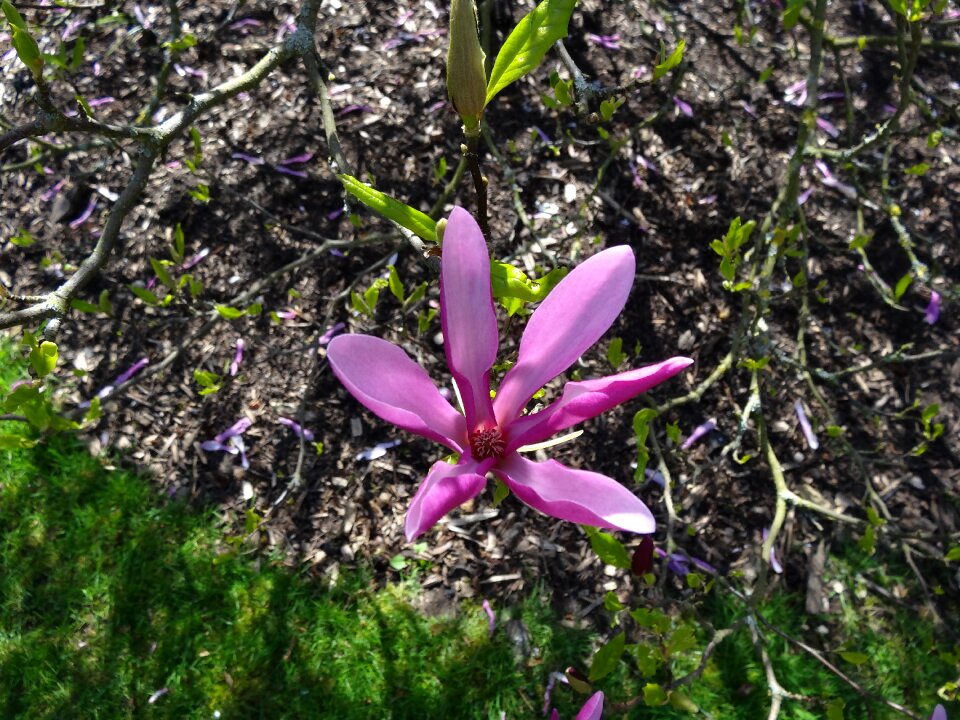 Garden leaf blooming