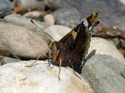 Atalanta libar the tongue of the butterflies
