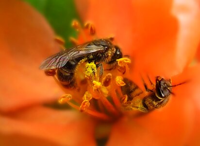 Insect bee pollen photo