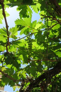 Freshness tree bud