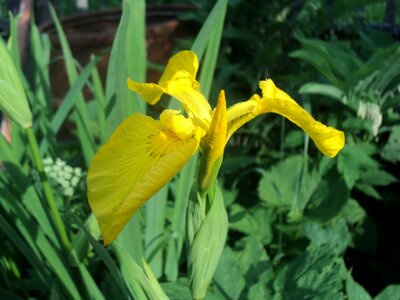 Summer sheet iris