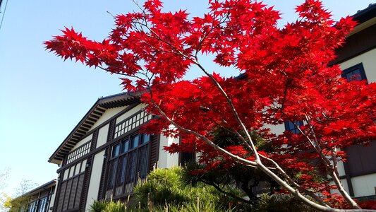 Blue sky leaf season
