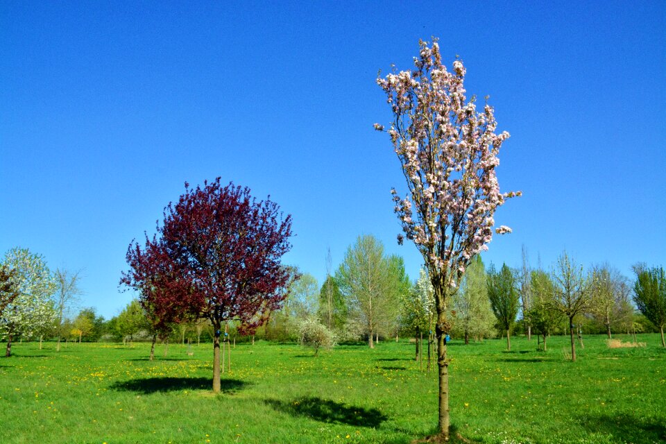 Bloom nature grass