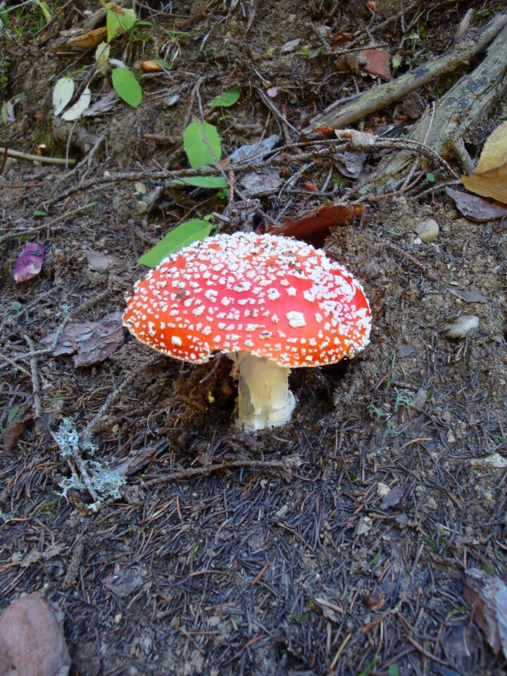 Nature toadstool plant