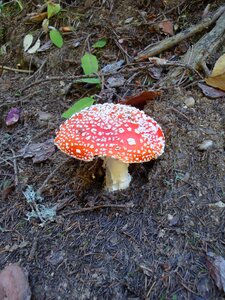 Nature toadstool plant photo