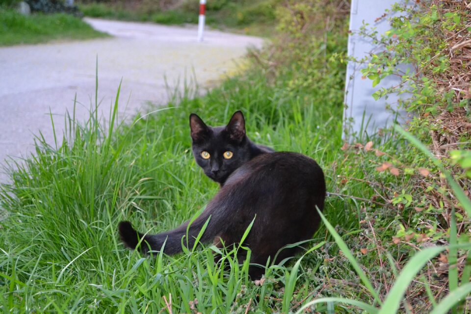 Eye domestic black