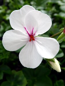 White pink géraniacées