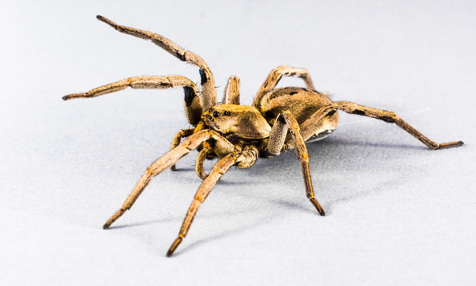 Arachnid insect close up