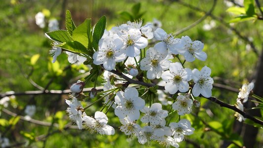 Tree branch blooming