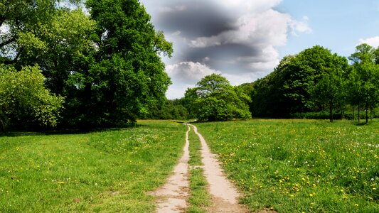 Landscape summer field