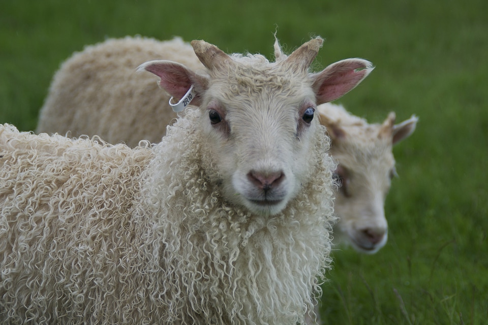 Animals sheep lambs