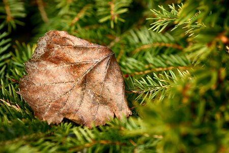 Pine leaf