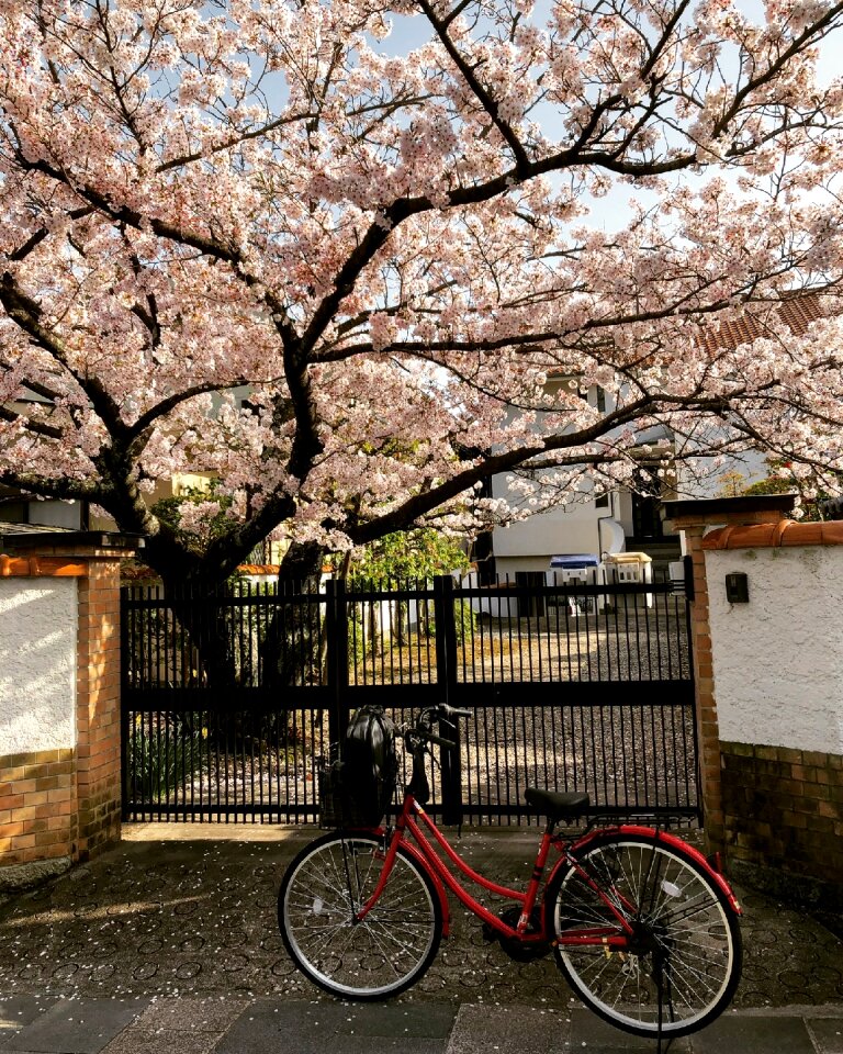 Garden cherry sakura