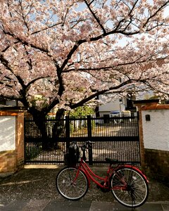 Garden cherry sakura