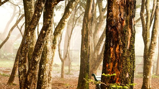 Trunk bark wallpaper