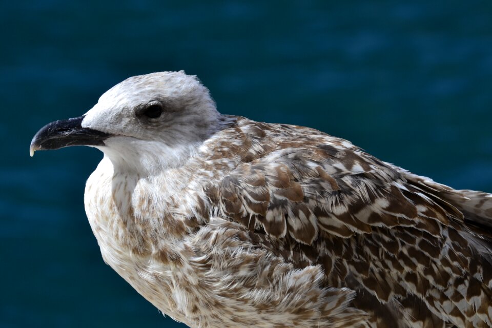 Animal wing sea photo