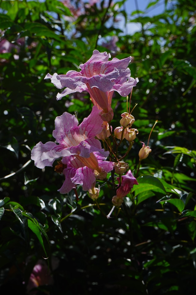 Bloom pink bush