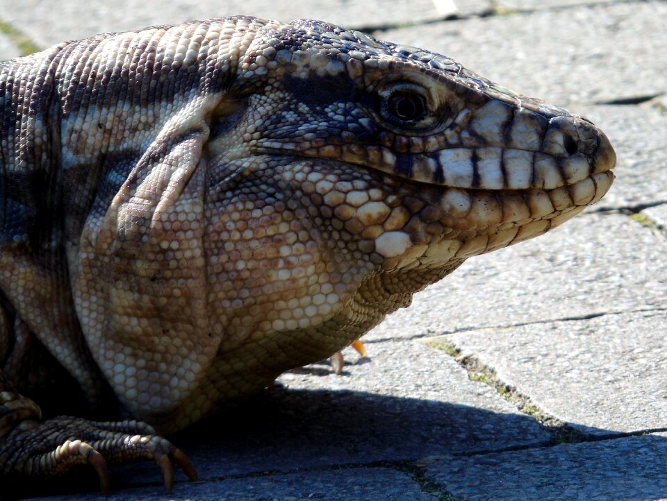 Wildlife lizard head