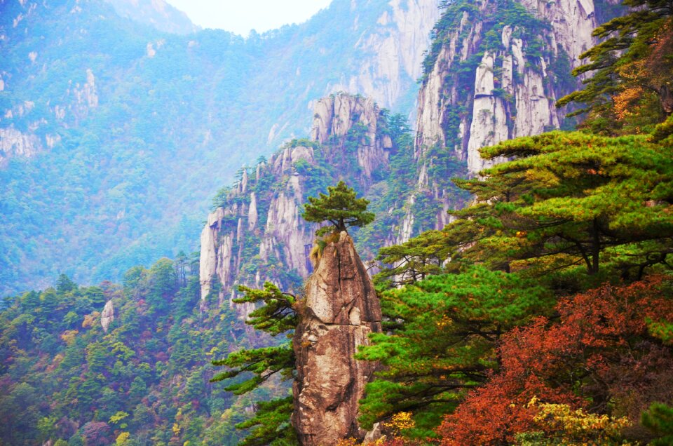 Landscape tree huangshan