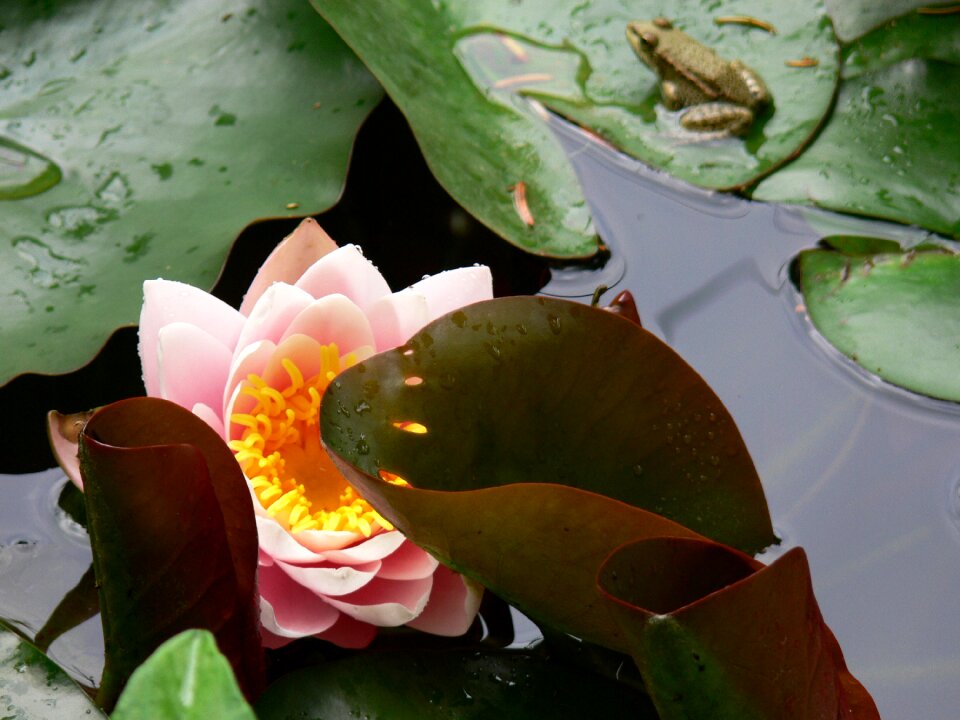 Mare lys plant