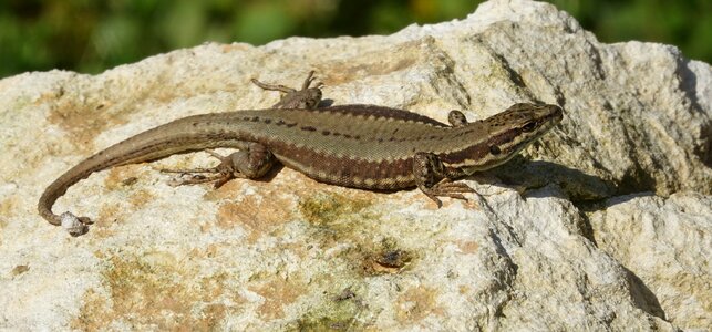 Nature reptile fauna