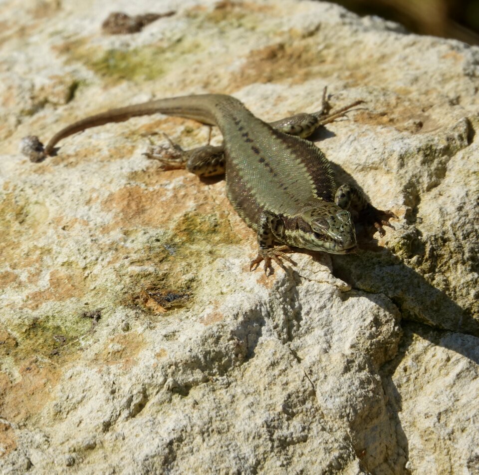 Reptile nature fauna