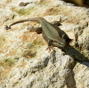 Reptile nature fauna