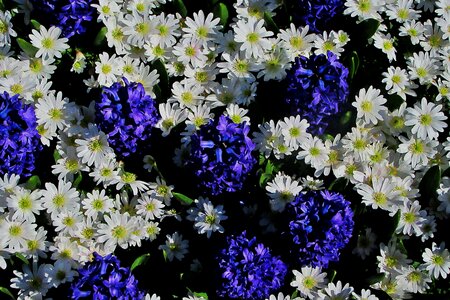 Keukenhof flowers spring