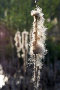 Nature fluffy Free photos