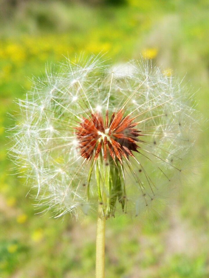 Seed taraxacum nature