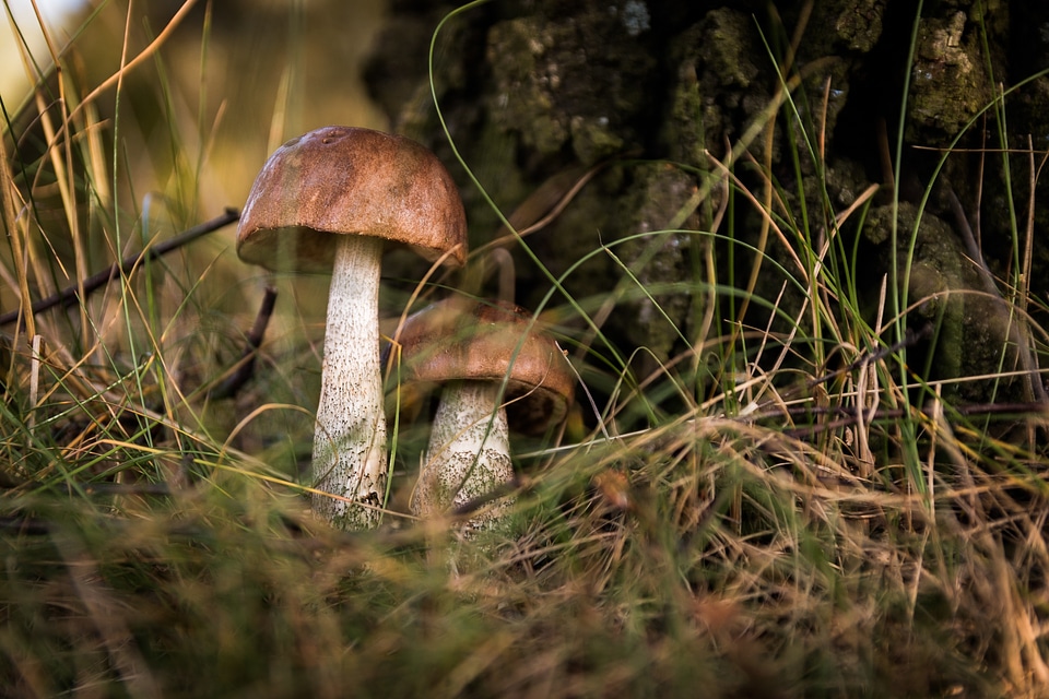 Collect autumn poisoning