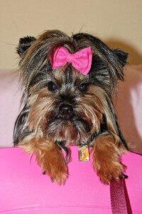 Beauty pink bow photo