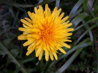 Summer garden flowers