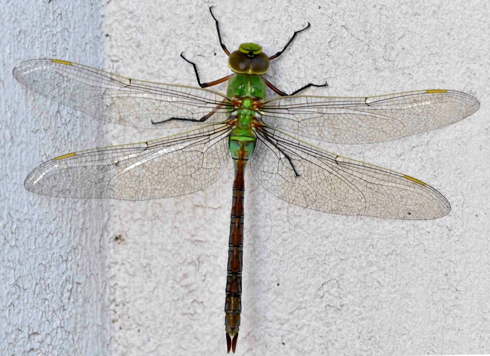 Wing animal