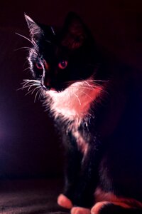 Animal young kitten