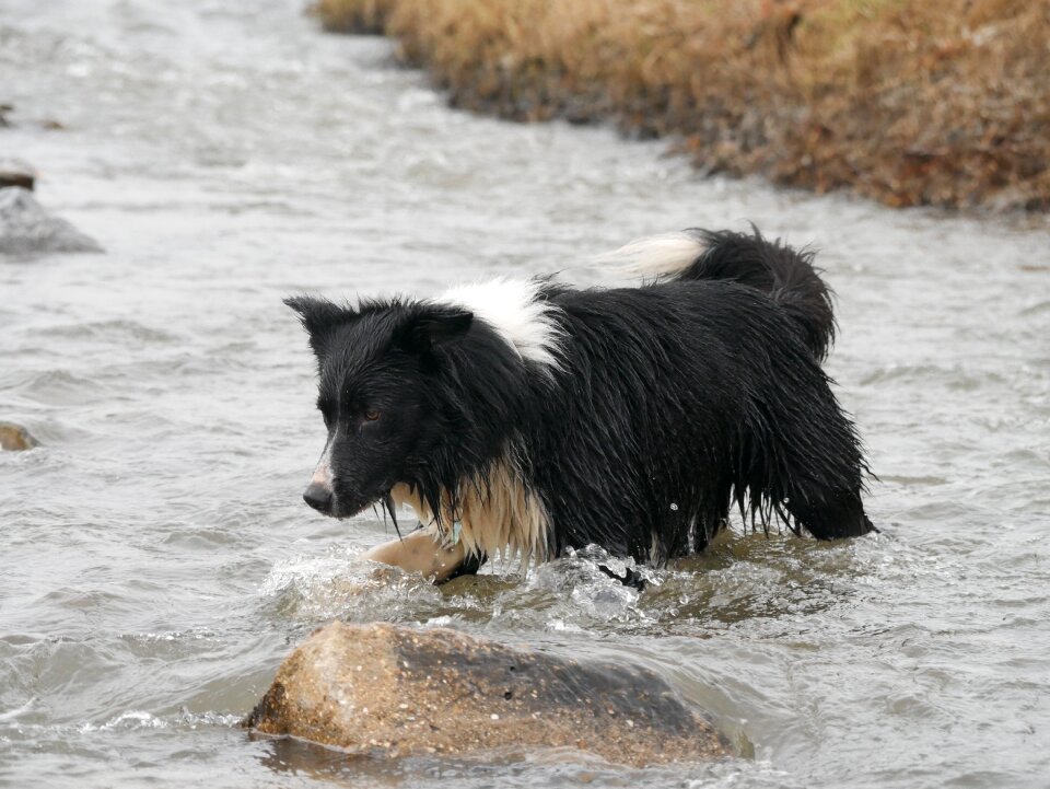 Nature animal dog