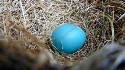Easter robin robin egg photo