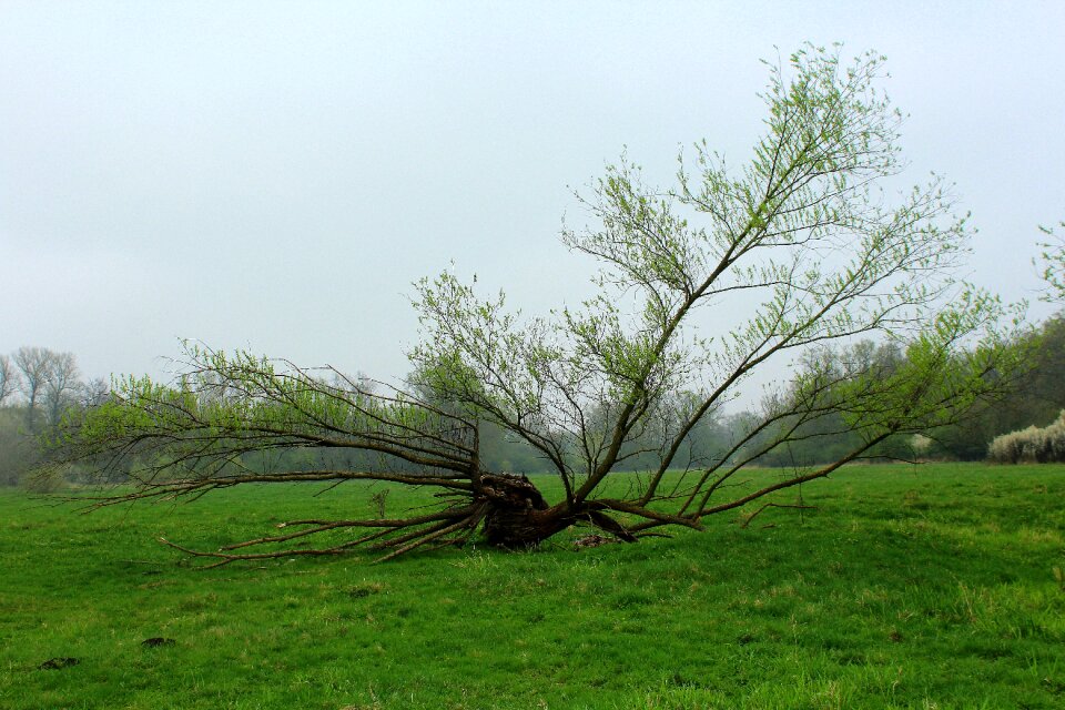 Willow plant spring